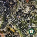 Cookies Kush AAA - West Coast Cannabis