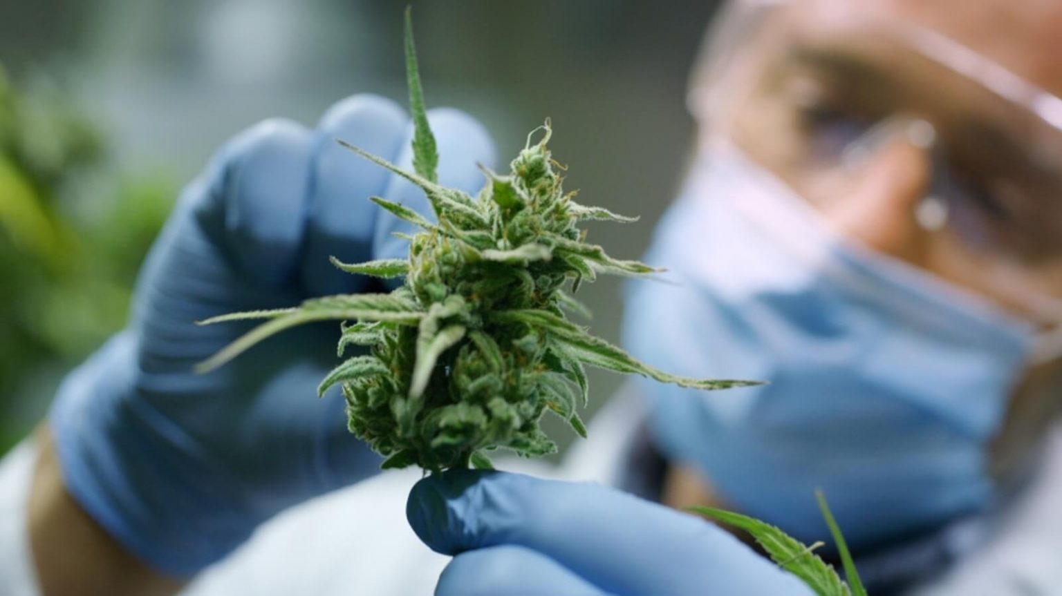 Buy Weed Online Quebec