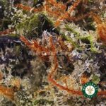 Do Si Dos AAAA - West Coast Cannabis