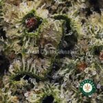 Dolato AAAA (Popcorn Nugs) - West Coast Cannabis