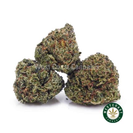 Dolato AAAA (Popcorn Nugs) - West Coast Cannabis