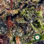 El Chapo AAAA - West Coast Cannabis