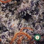 El Padrino AAA - West Coast Cannabis