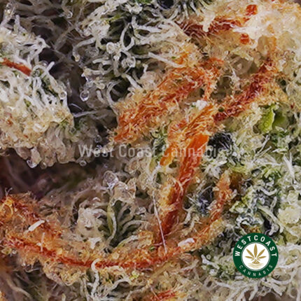 Forum Cut Cookies AAAA (Popcorn Nugs) - West Coast Cannabis