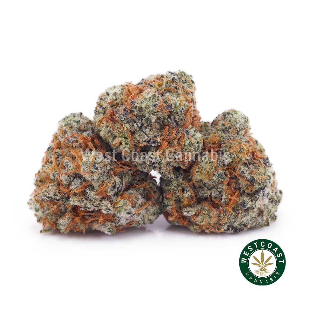 Forum Cut Cookies AAAA (Popcorn Nugs) - West Coast Cannabis Forum Cut Cookies AAAA (Popcorn Nugs) - West Coast Cannabis