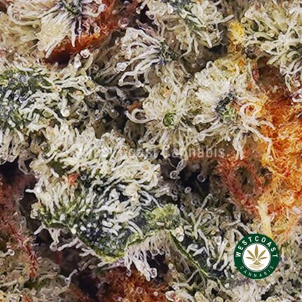 Fresh Water Biscotti AAAA (Popcorn Nugs) - West Coast Cannabis