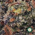 Gary Payton AAAA - West Coast Cannabis