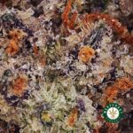 Gelato #41 AAA - West Coast Cannabis