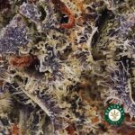 GMO Cookies AAA - West Coast Cannabis
