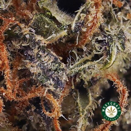 Gorilla Breath AAA - West Coast Cannabis