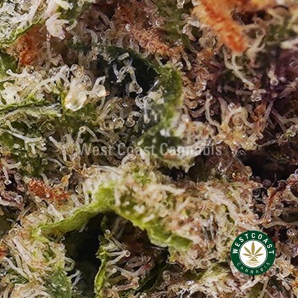 Green Crack AA - West Coast Cannabis
