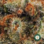 Guava Gelato AAA - West Coast Cannabis
