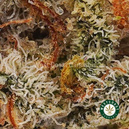 Ice Cream Cookies AAAA (Popcorn Nugs) - West Coast Cannabis
