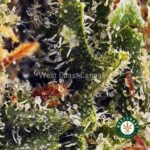 Jet Fuel OG AAAA - West Coast Cannabis
