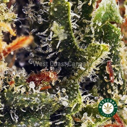 Jet Fuel OG AAAA - West Coast Cannabis