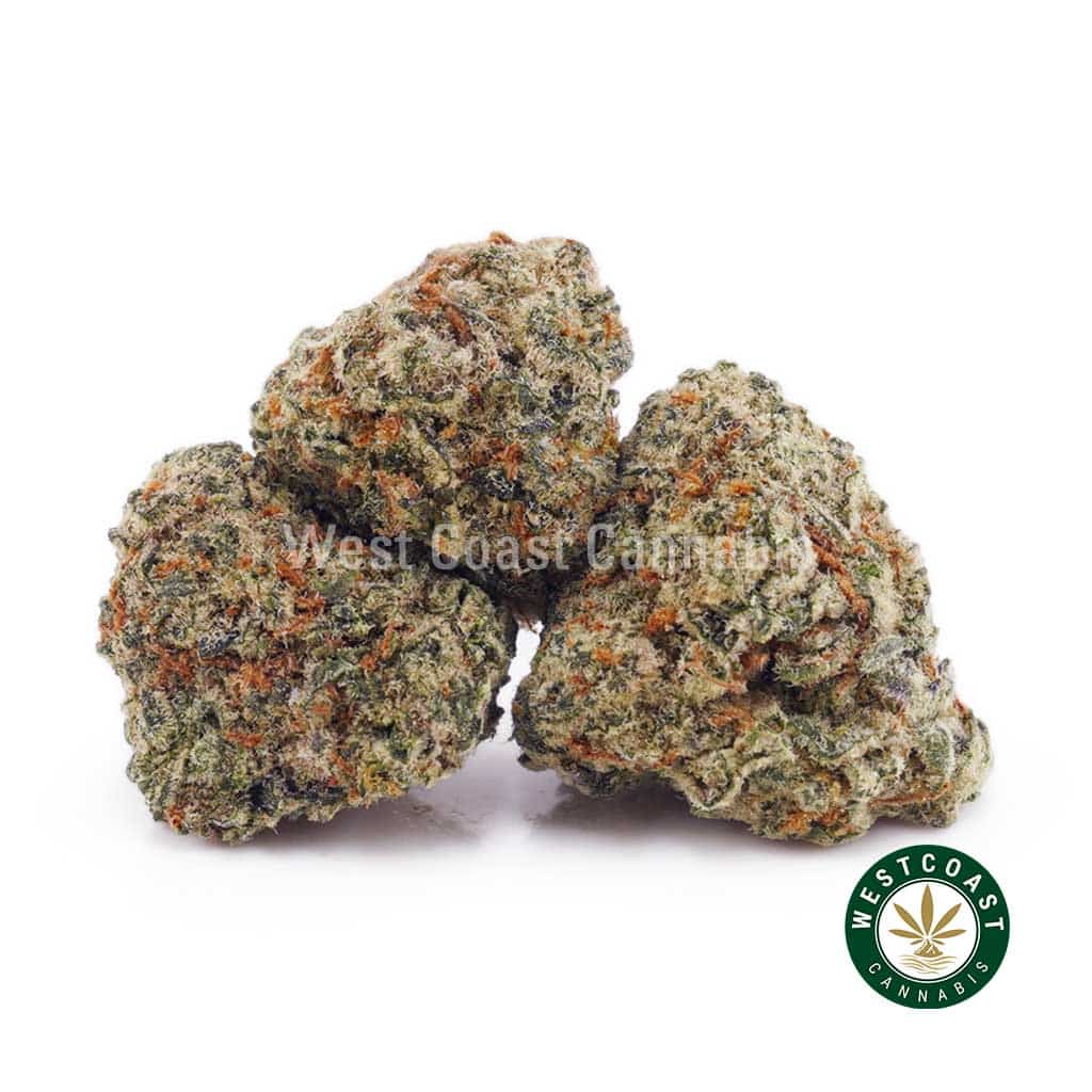 Jungle Mintz AAAA (Popcorn Nugs) - West Coast Cannabis Jungle Mintz AAAA (Popcorn Nugs) - West Coast Cannabis