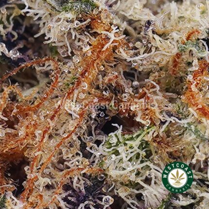 Khalifa Kush AAAA - West Coast Cannabis