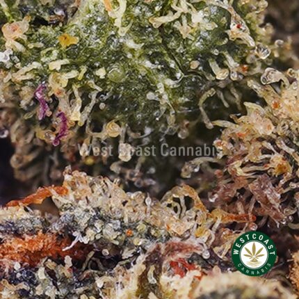 King Louie XIII AAA - West Coast Cannabis