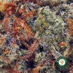 King Tut AA - West Coast Cannabis