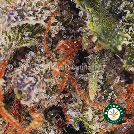 Master Yoda AA - West Coast Cannabis
