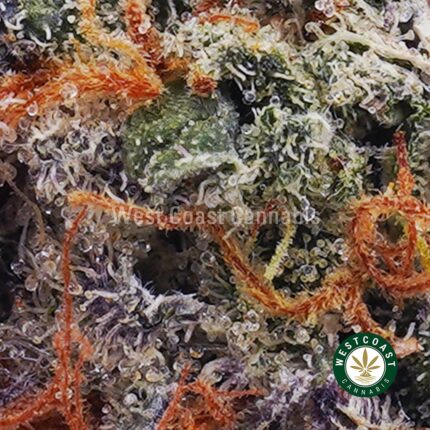 Mataro Blue AAA - West Coast Cannabis