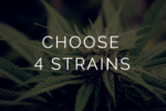Multi Pack - Gold Quarter Pound - 4 x 28g - West Coast Cannabis