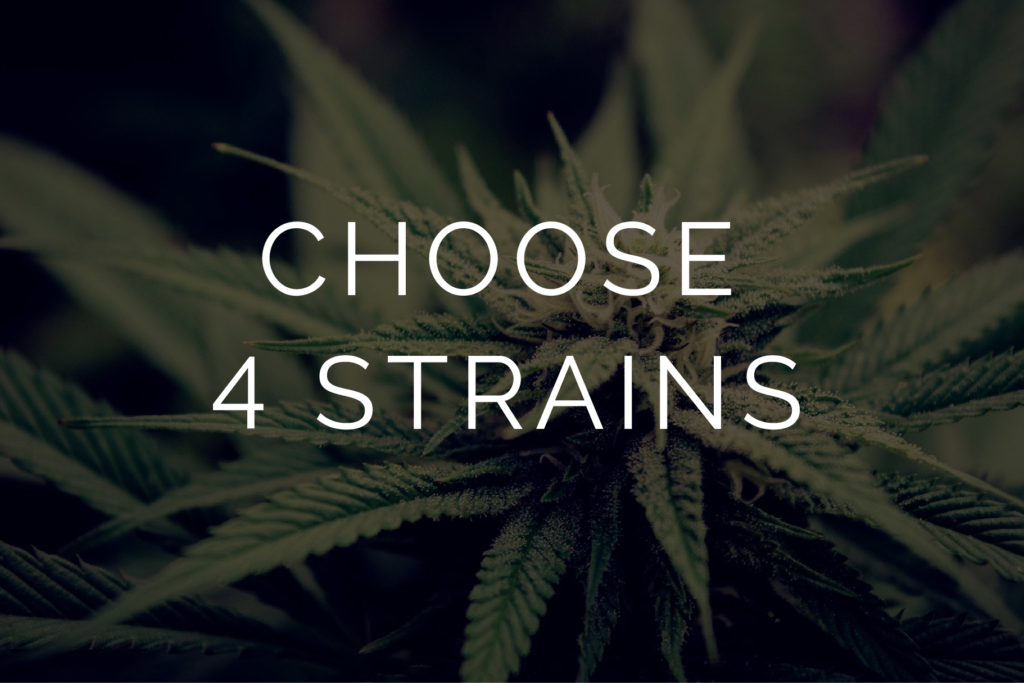 Multi Pack - Gold Quarter Pound - 4 x 28g - West Coast Cannabis Multi Pack - Gold Quarter Pound - 4 x 28g - West Coast Cannabis