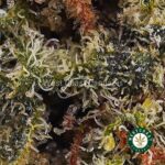 Nirvana AAA - West Coast Cannabis