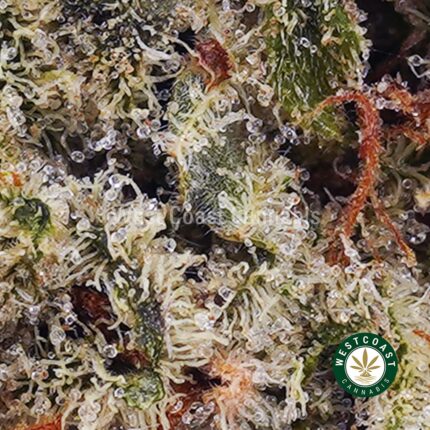 Northern Lights AAA - West Coast Cannabis