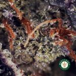 One Punch AAAA+ - West Coast Cannabis