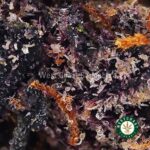 Orange Creamsicle AAA - West Coast Cannabis