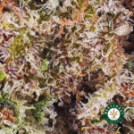 Peaches and Cream AAA - West Coast Cannabis