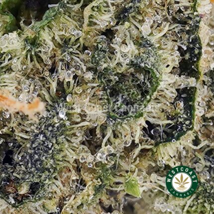 Peanut Butter Breath AAAA (Popcorn Nugs) - West Coast Cannabis