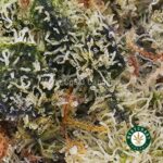 Peanut Butter Cookie Strain For Sale. Buy Bruce Banner Weed Online in Canada.