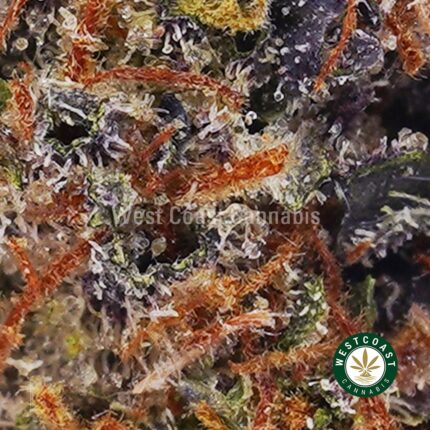 Pink Anxiety AAA - West Coast Cannabis