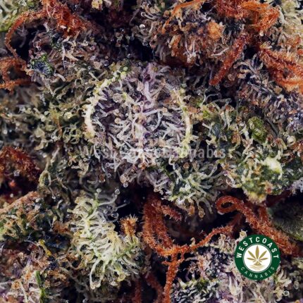 Pink Gasoline AA - West Coast Cannabis