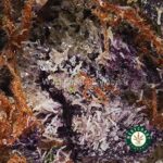 Pink Goo AAA - West Coast Cannabis