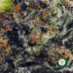 Pink Tuna AAAA - West Coast Cannabis