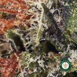 Platinum Blackberry AAA - West Coast Cannabis