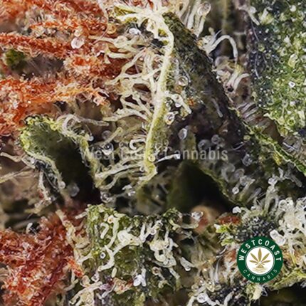 Platinum Blackberry AAA - West Coast Cannabis
