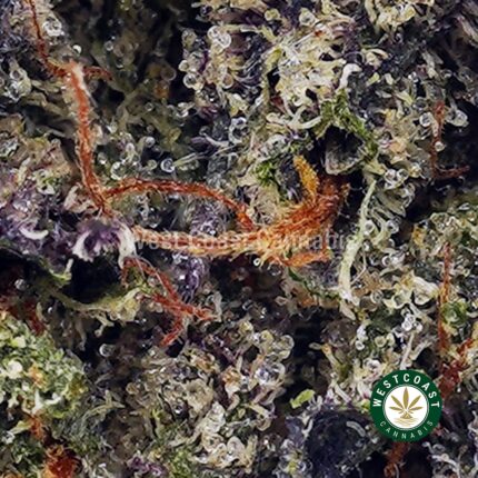 Platinum Bubba Kush AAA - West Coast Cannabis