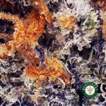 Platinum Cookies AAAA - West Coast Cannabis