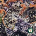 Purple Haze AAA - West Coast Cannabis