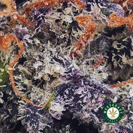 Purple Haze AAA - West Coast Cannabis