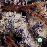 Purple OG AAA - West Coast Cannabis