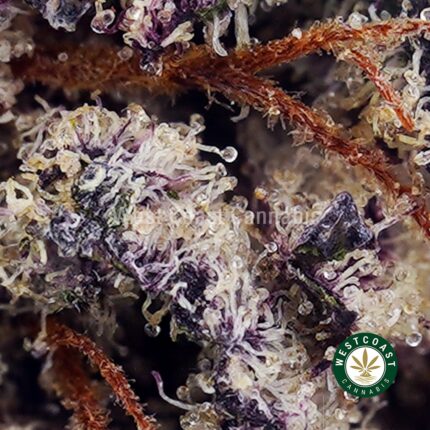 Purple OG AAA - West Coast Cannabis