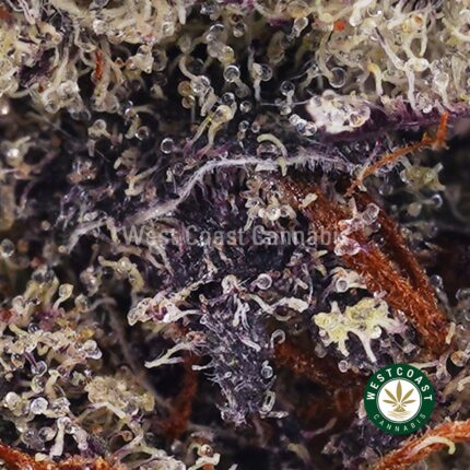 Purple Unicorn AAAA - West Coast Cannabis