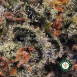 Rock Tuna AAA - West Coast Cannabis