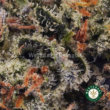 Rock Tuna AAA - West Coast Cannabis