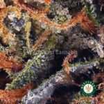Rockstar AAA - West Coast Cannabis